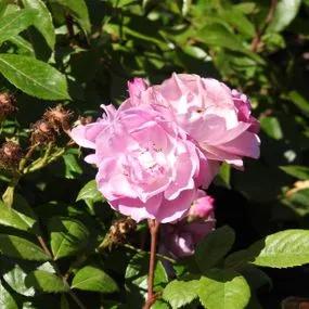 Lilac Bouquet Climbing Rose (Rosa Lilac Bouquet) 2